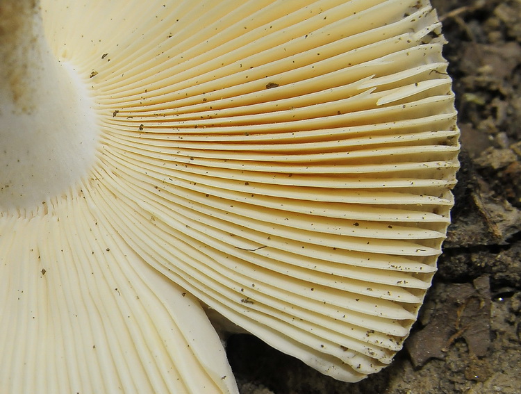 Due  piccole Russule